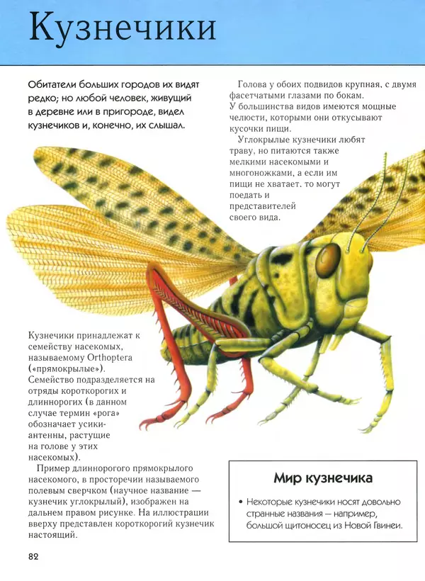  Автор неизвестен - Насекомые. Полная энциклопедия - Страница № 82