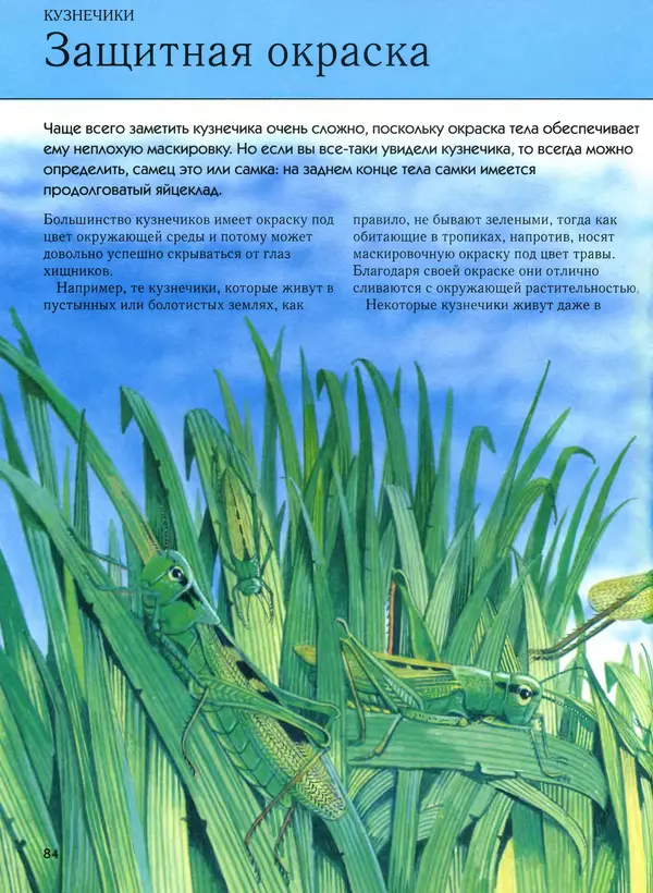  Автор неизвестен - Насекомые. Полная энциклопедия - Страница № 84