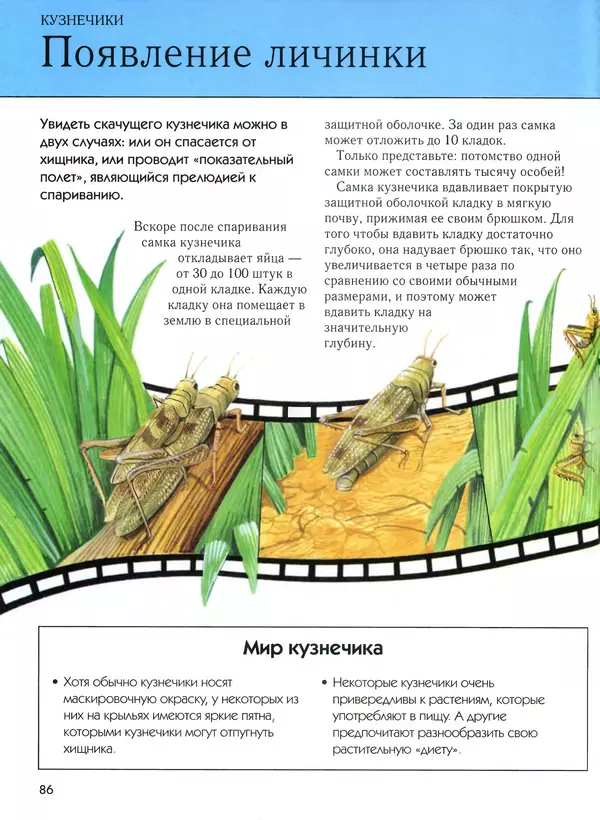  Автор неизвестен - Насекомые. Полная энциклопедия - Страница № 86