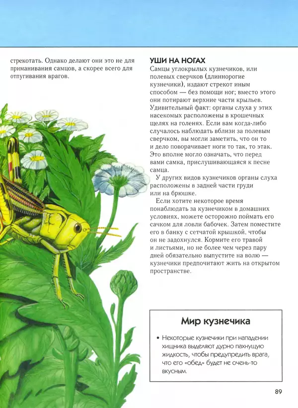  Автор неизвестен - Насекомые. Полная энциклопедия - Страница № 89