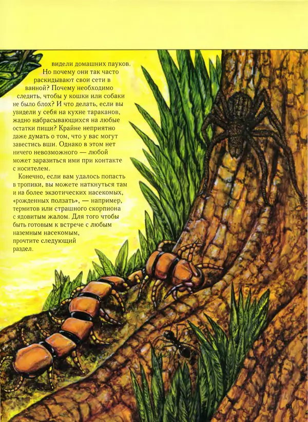  Автор неизвестен - Насекомые. Полная энциклопедия - Страница № 91