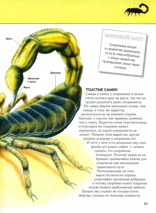  Автор неизвестен - Насекомые. Полная энциклопедия - Страница № 93