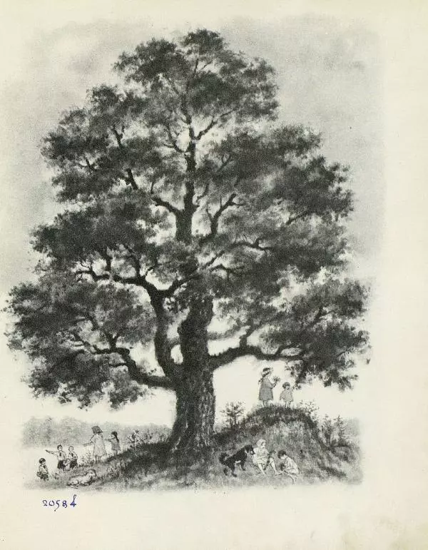 Самуил Маршак - Лесная книга - Страница № 17