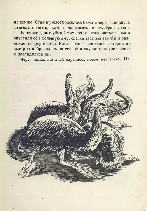 Лесли Риис - История Карроинги-эму - Страница № 26 Лесли Риис - История Карроинги-эму - Страница № 26