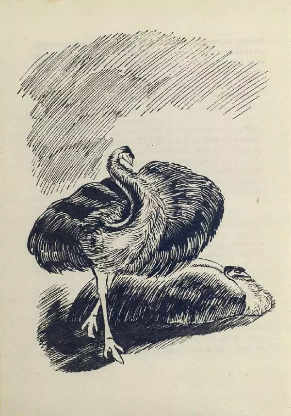 Лесли Риис - История Карроинги-эму - Страница №</p> --