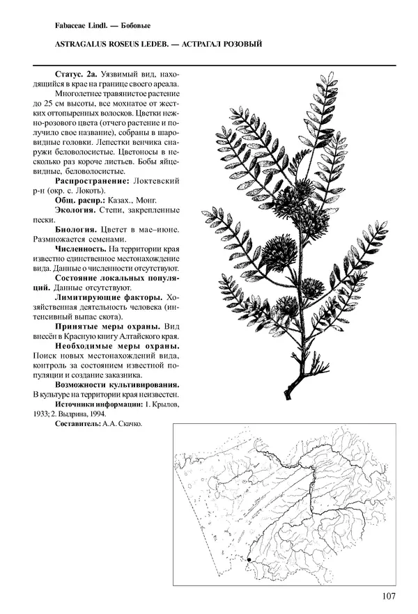  Коллектив авторов - Красная книга Алтайского края. Редкие и находящиеся под угрозой исчезновения виды растений. Том 1 - Страница № 107