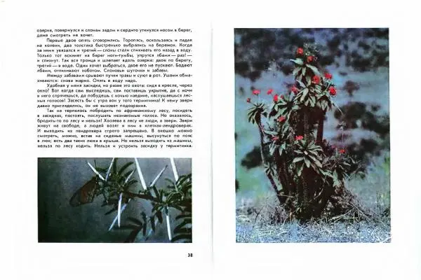 Николай Сладков - Миомбо - Страница № 22