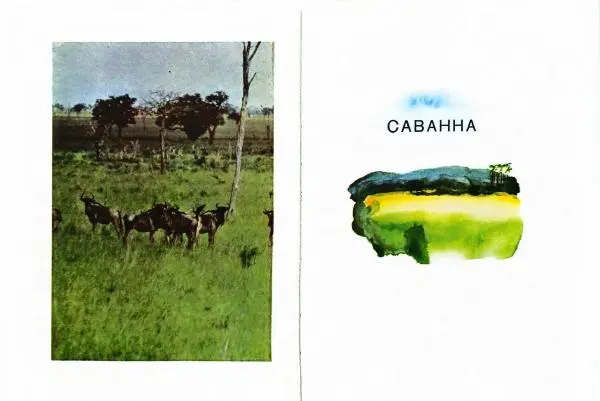 Николай Сладков - Миомбо - Страница № 28