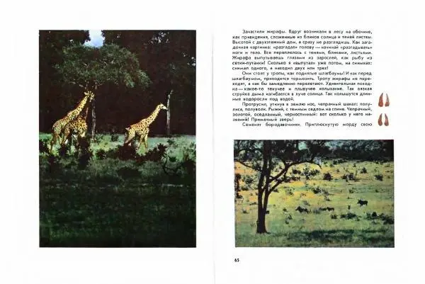 Николай Сладков - Миомбо - Страница № 35