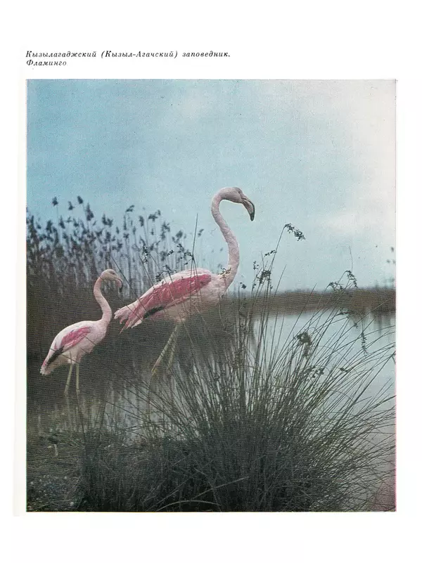  Коллектив авторов - Азербайджан - Страница № 219