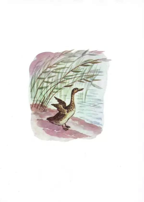 Виталий Бианки - Латка - Страница № 23