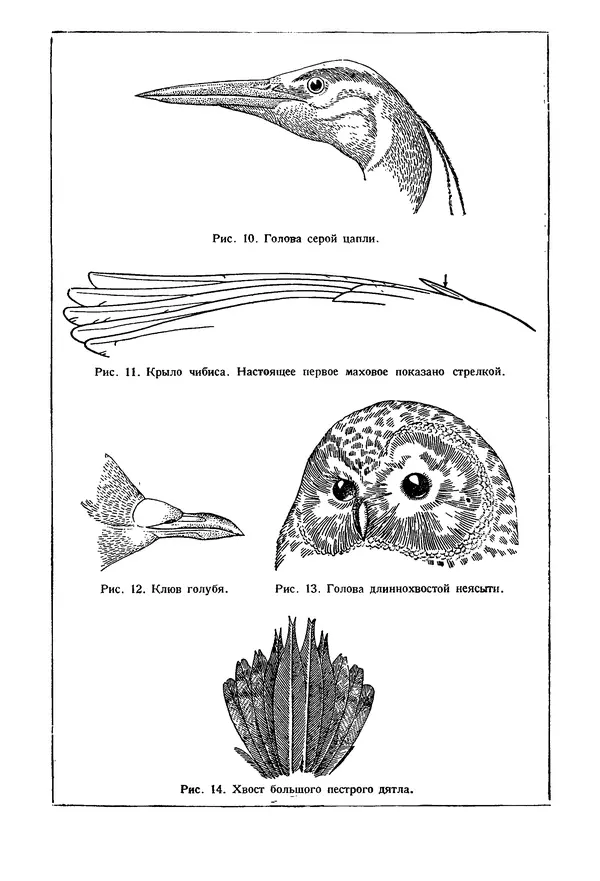  Коллектив авторов - Птицы Советского Союза. Том 1 - Страница № 12