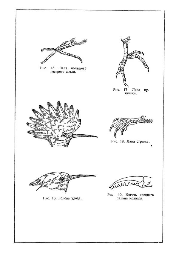  Коллектив авторов - Птицы Советского Союза. Том 1 - Страница № 13