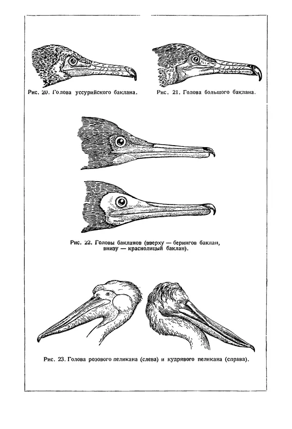  Коллектив авторов - Птицы Советского Союза. Том 1 - Страница № 21