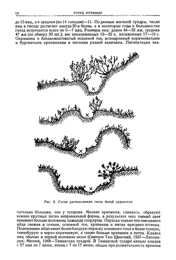 Коллектив авторов - Птицы Советского Союза. Том 4 - Страница № 20 Коллектив авторов - Птицы Советского Союза. Том 4 - Страница № 20