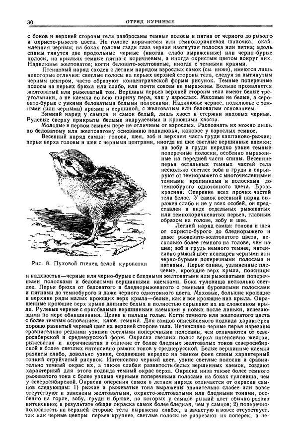 Коллектив авторов - Птицы Советского Союза. Том 4 - Страница № 30 Коллектив авторов - Птицы Советского Союза. Том 4 - Страница № 30