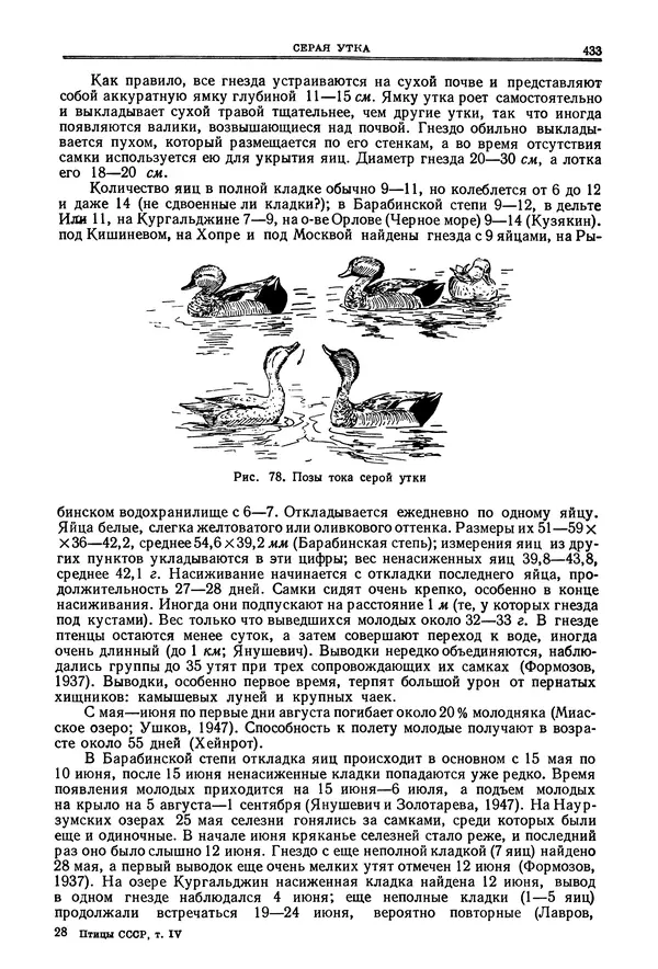 Коллектив авторов - Птицы Советского Союза. Том 4 - Страница № 108 Коллектив авторов - Птицы Советского Союза. Том 4 - Страница № 108