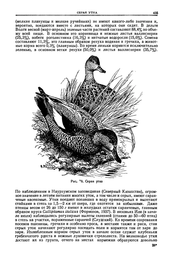 Коллектив авторов - Птицы Советского Союза. Том 4 - Страница № 110 Коллектив авторов - Птицы Советского Союза. Том 4 - Страница № 110