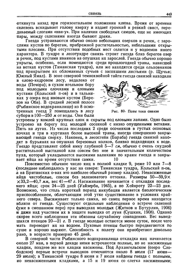 Коллектив авторов - Птицы Советского Союза. Том 4 - Страница № 118 Коллектив авторов - Птицы Советского Союза. Том 4 - Страница № 118