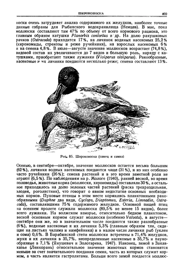 Коллектив авторов - Птицы Советского Союза. Том 4 - Страница № 144 Коллектив авторов - Птицы Советского Союза. Том 4 - Страница № 144