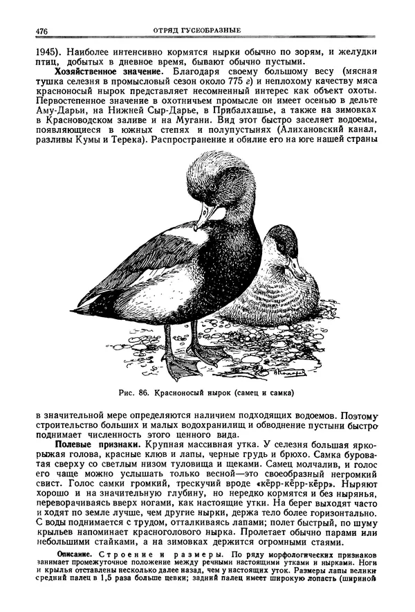 Коллектив авторов - Птицы Советского Союза. Том 4 - Страница № 151 Коллектив авторов - Птицы Советского Союза. Том 4 - Страница № 151