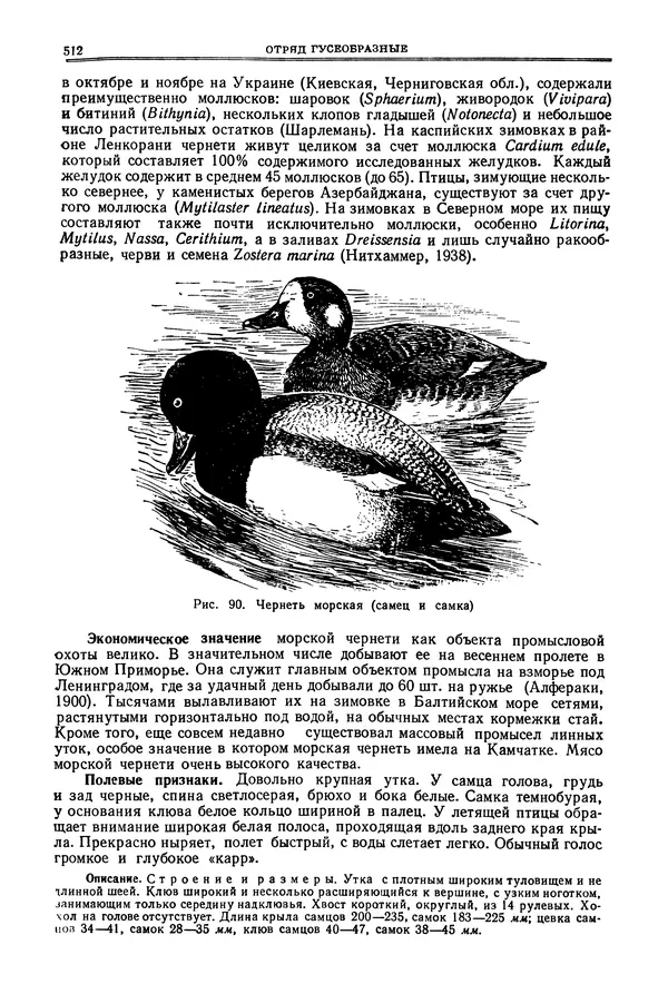 Коллектив авторов - Птицы Советского Союза. Том 4 - Страница № 187 Коллектив авторов - Птицы Советского Союза. Том 4 - Страница № 187