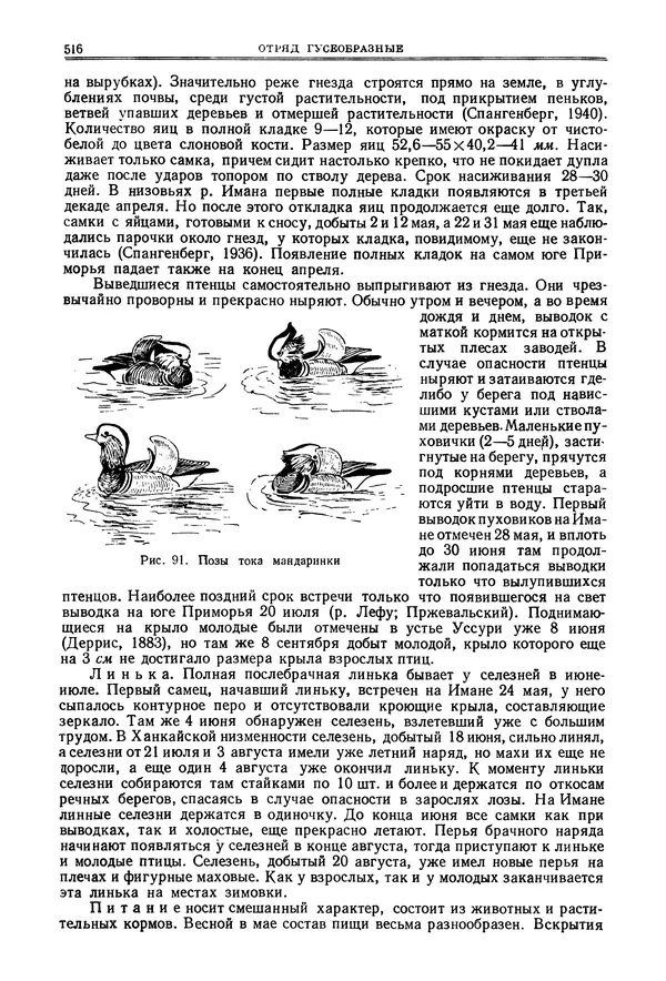 Коллектив авторов - Птицы Советского Союза. Том 4 - Страница № 191 Коллектив авторов - Птицы Советского Союза. Том 4 - Страница № 191