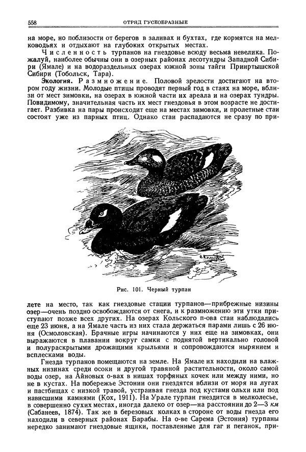 Коллектив авторов - Птицы Советского Союза. Том 4 - Страница № 233 Коллектив авторов - Птицы Советского Союза. Том 4 - Страница № 233