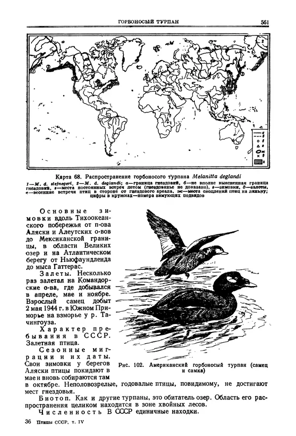 Коллектив авторов - Птицы Советского Союза. Том 4 - Страница № 236 Коллектив авторов - Птицы Советского Союза. Том 4 - Страница № 236
