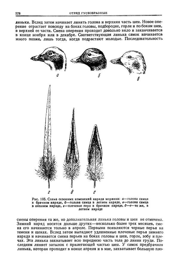 Коллектив авторов - Птицы Советского Союза. Том 4 - Страница № 253 Коллектив авторов - Птицы Советского Союза. Том 4 - Страница № 253