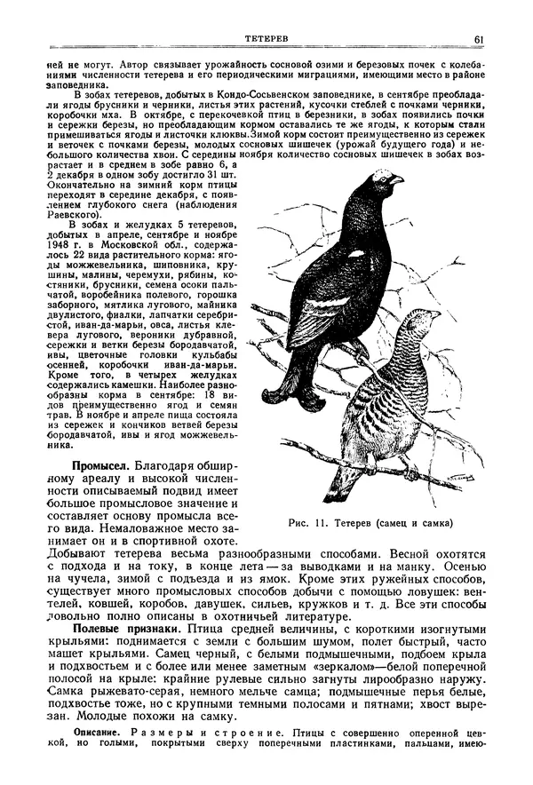 Коллектив авторов - Птицы Советского Союза. Том 4 - Страница № 61 Коллектив авторов - Птицы Советского Союза. Том 4 - Страница № 61