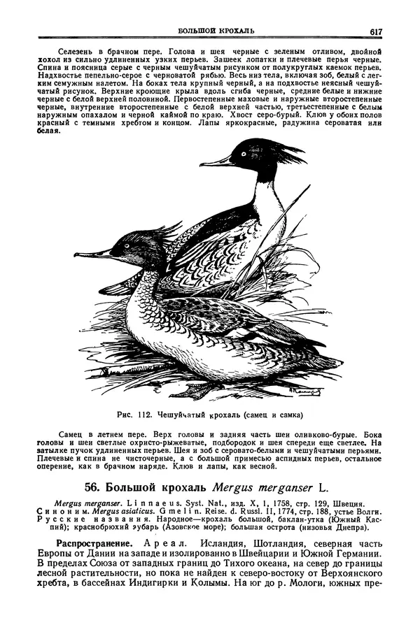 Коллектив авторов - Птицы Советского Союза. Том 4 - Страница № 292 Коллектив авторов - Птицы Советского Союза. Том 4 - Страница № 292