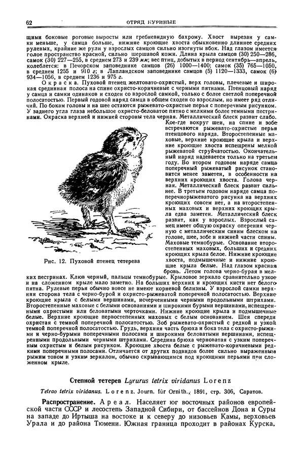 Коллектив авторов - Птицы Советского Союза. Том 4 - Страница № 62 Коллектив авторов - Птицы Советского Союза. Том 4 - Страница № 62