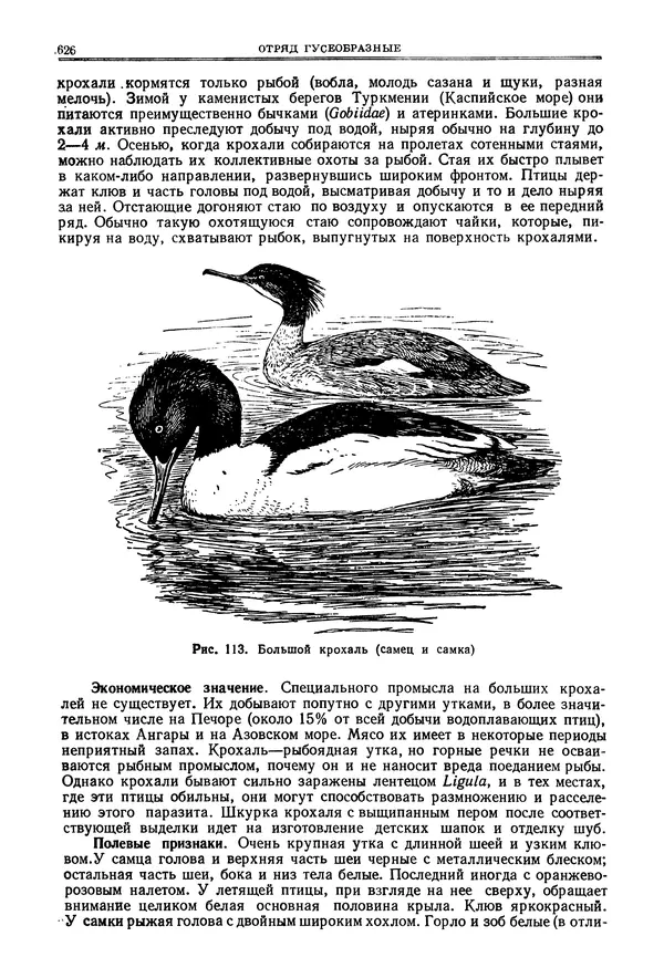 Коллектив авторов - Птицы Советского Союза. Том 4 - Страница № 301 Коллектив авторов - Птицы Советского Союза. Том 4 - Страница № 301