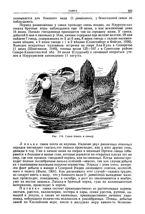 Коллектив авторов - Птицы Советского Союза. Том 4 - Страница № 308 Коллектив авторов - Птицы Советского Союза. Том 4 - Страница № 308