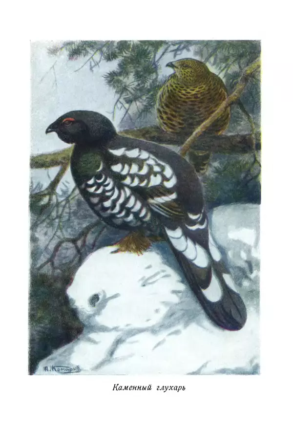 Коллектив авторов - Птицы Советского Союза. Том 4 - Страница № 317 Коллектив авторов - Птицы Советского Союза. Том 4 - Страница № 317