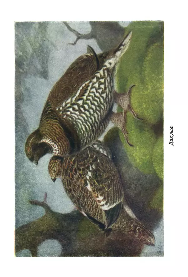 Коллектив авторов - Птицы Советского Союза. Том 4 - Страница № 318 Коллектив авторов - Птицы Советского Союза. Том 4 - Страница № 318