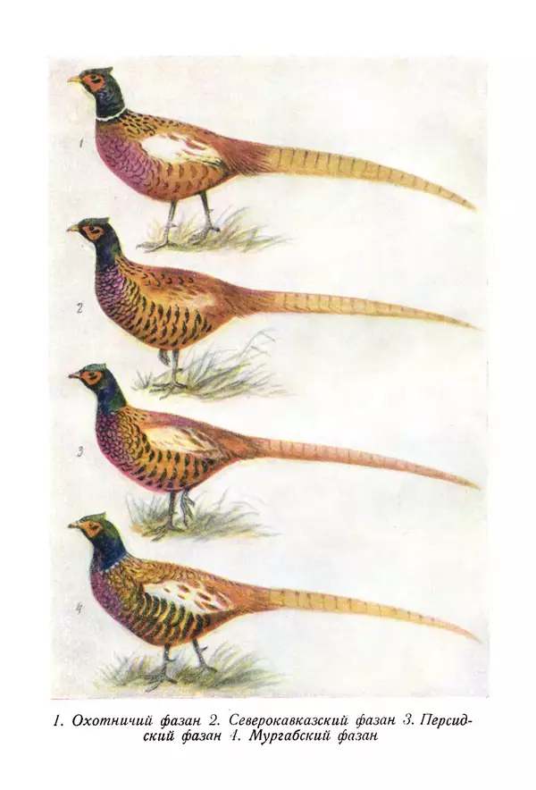 Коллектив авторов - Птицы Советского Союза. Том 4 - Страница № 319 Коллектив авторов - Птицы Советского Союза. Том 4 - Страница № 319