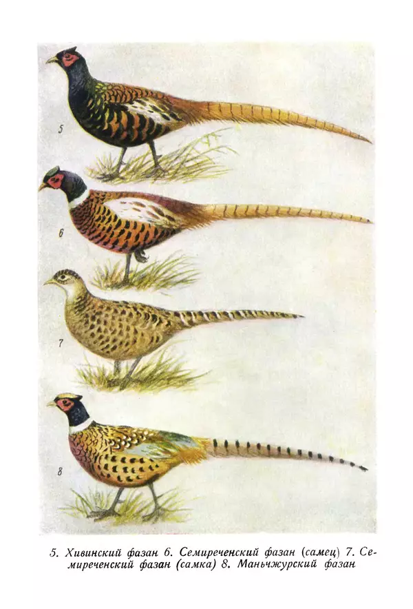 Коллектив авторов - Птицы Советского Союза. Том 4 - Страница № 320 Коллектив авторов - Птицы Советского Союза. Том 4 - Страница № 320