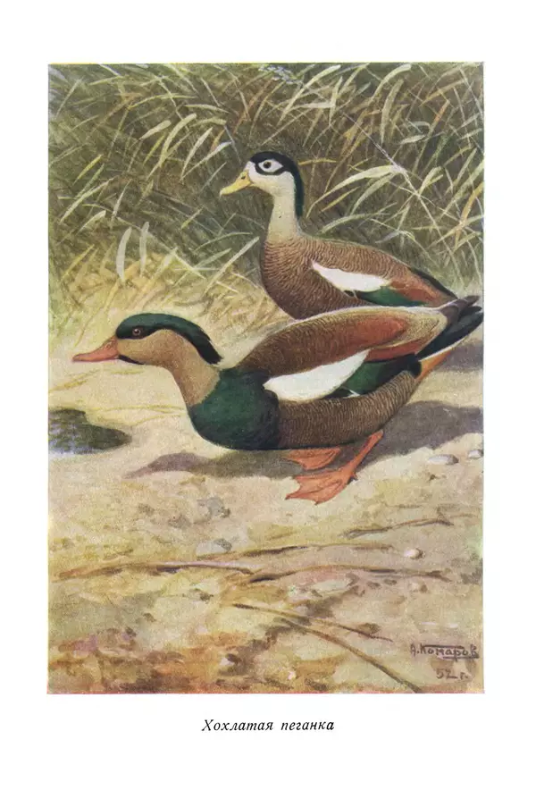 Коллектив авторов - Птицы Советского Союза. Том 4 - Страница № 321 Коллектив авторов - Птицы Советского Союза. Том 4 - Страница № 321