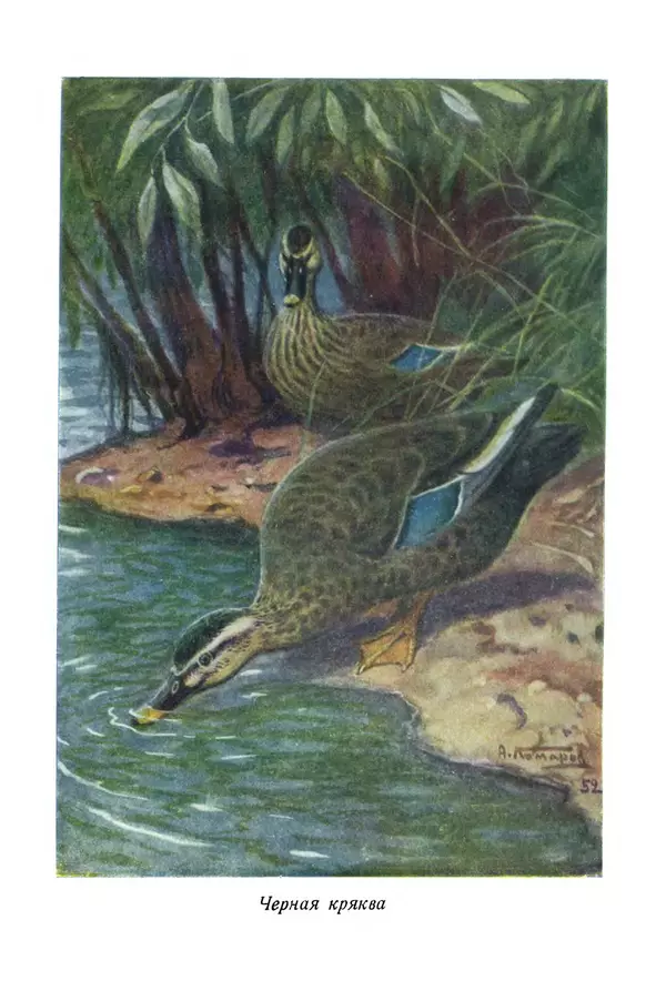 Коллектив авторов - Птицы Советского Союза. Том 4 - Страница № 322 Коллектив авторов - Птицы Советского Союза. Том 4 - Страница № 322