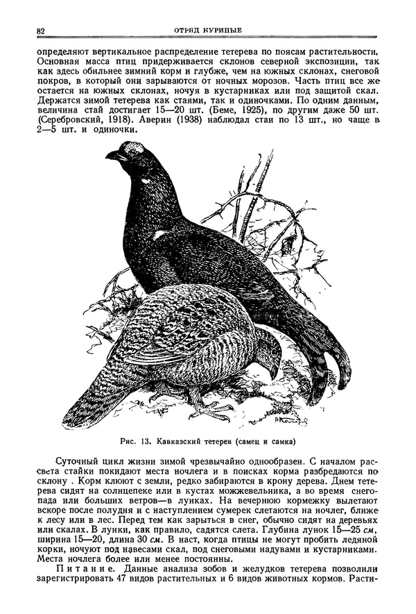 Коллектив авторов - Птицы Советского Союза. Том 4 - Страница № 82 Коллектив авторов - Птицы Советского Союза. Том 4 - Страница № 82