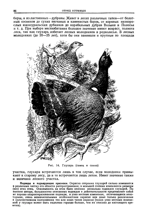 Коллектив авторов - Птицы Советского Союза. Том 4 - Страница № 86 Коллектив авторов - Птицы Советского Союза. Том 4 - Страница № 86