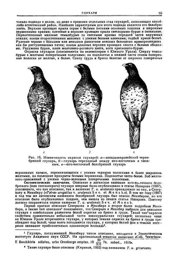 Коллектив авторов - Птицы Советского Союза. Том 4 - Страница № 95 Коллектив авторов - Птицы Советского Союза. Том 4 - Страница № 95