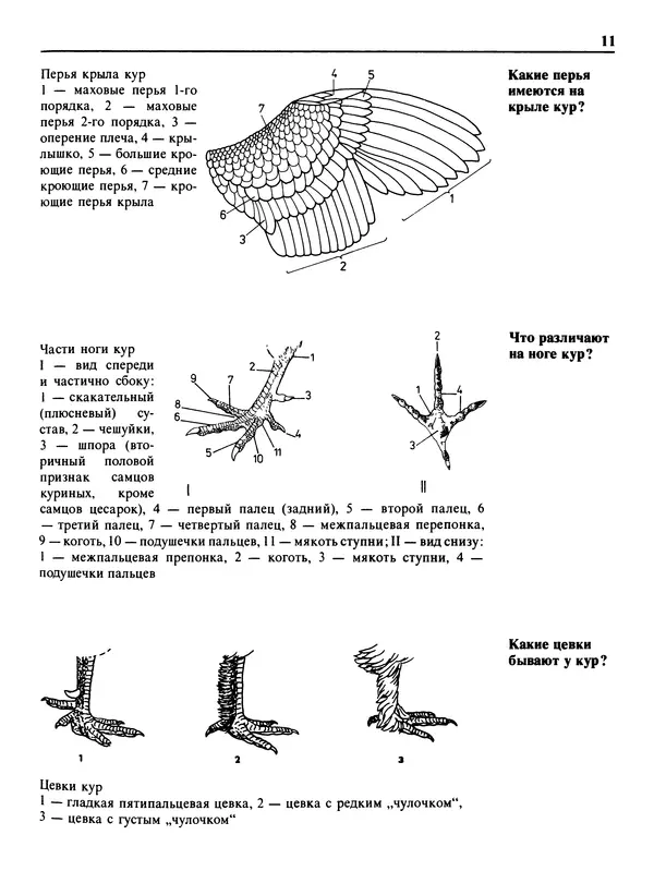 Малик В. - 1000 советов животноводам-любителям - Страница № 12