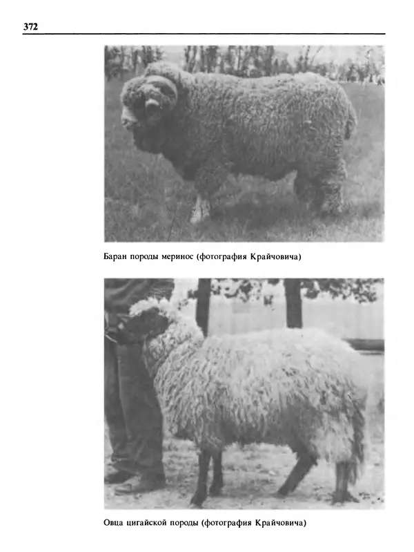 Малик В. - 1000 советов животноводам-любителям - Страница № 373