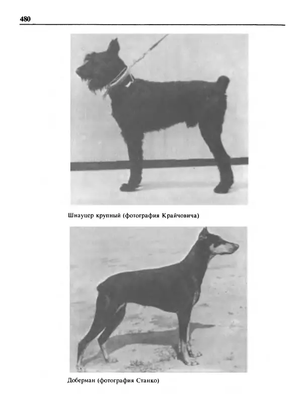 Малик В. - 1000 советов животноводам-любителям - Страница № 481
