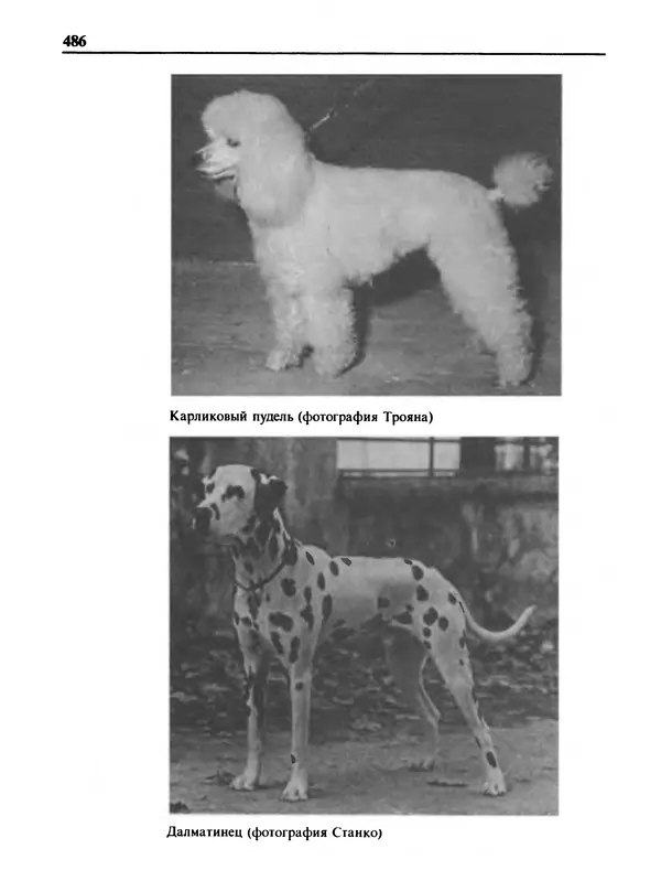 Малик В. - 1000 советов животноводам-любителям - Страница № 487