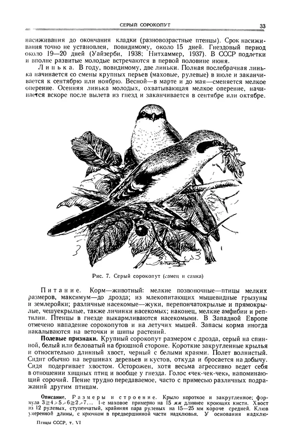  Коллектив авторов - Птицы Советского Союза. Том 6 - Страница № 33