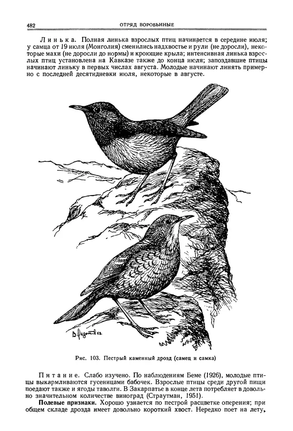  Коллектив авторов - Птицы Советского Союза. Том 6 - Страница № 482